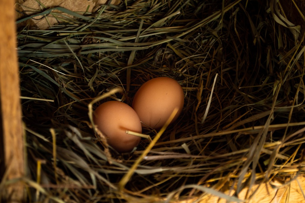 Fresh farm eggs in straw nest, symbolizing regenerative agriculture and local food systems.