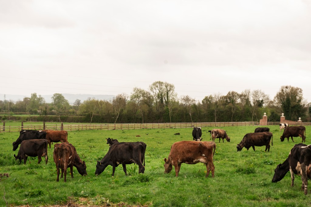 Cows grazing for regenerative ag.